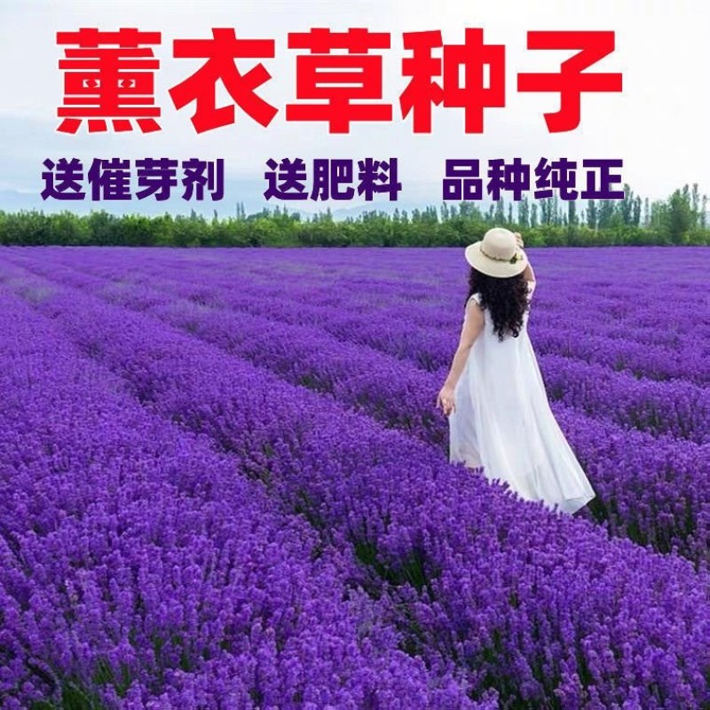 薰衣草种子进口普罗旺斯薰衣草种籽绿化造景庭院阳台盆栽花卉