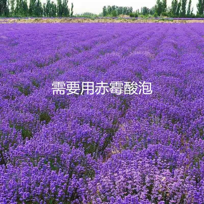 薰衣草种子进口普罗旺斯薰衣草种籽绿化造景庭院阳台盆栽花卉