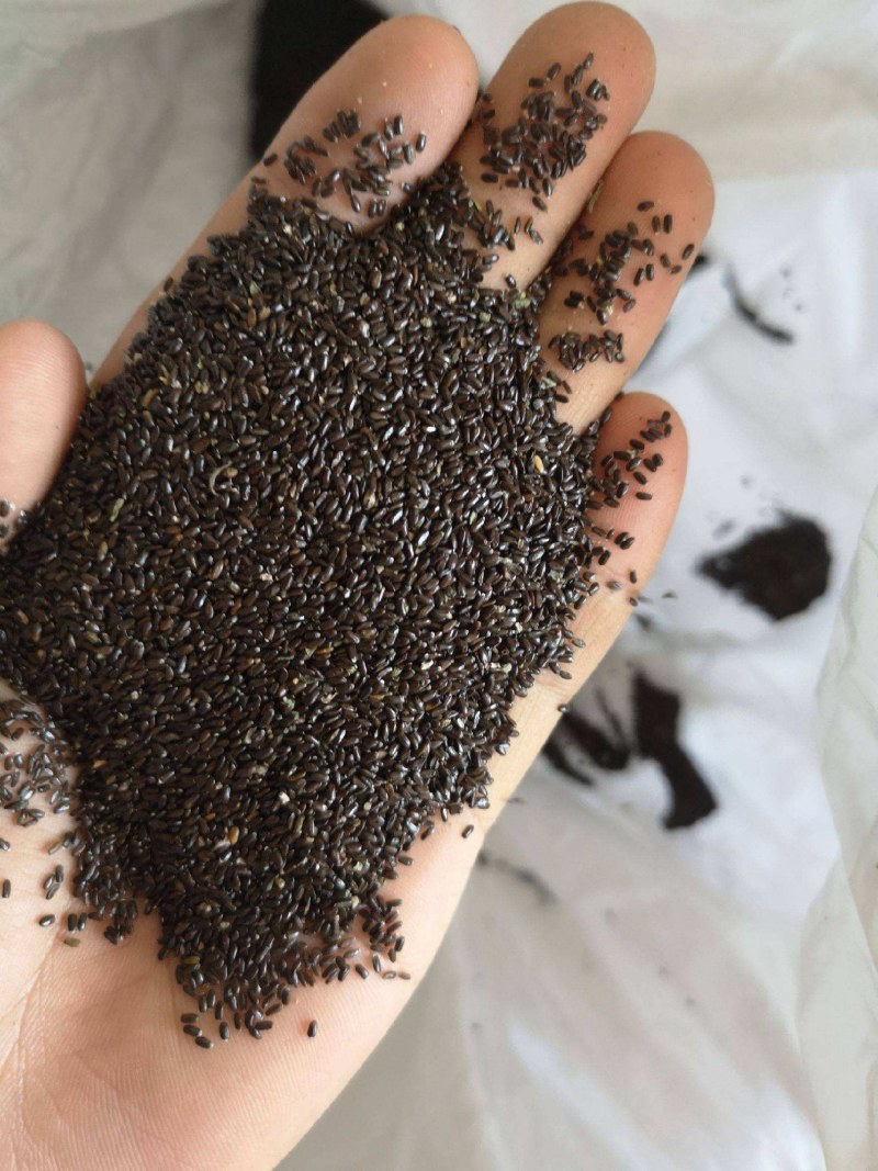 薰衣草种子进口普罗旺斯薰衣草种籽绿化造景庭院阳台盆栽花卉