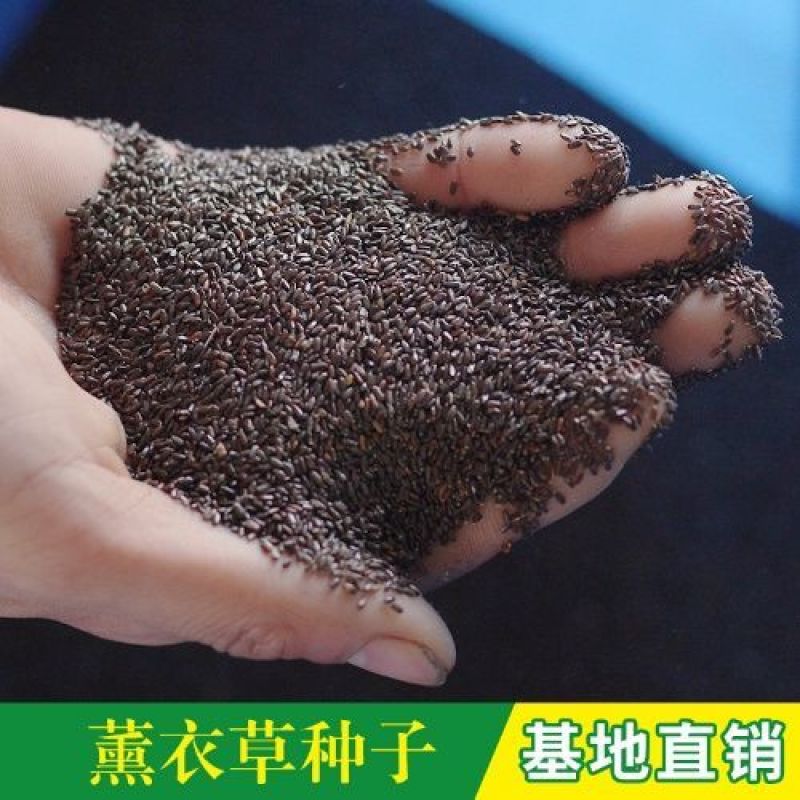 薰衣草种子进口普罗旺斯薰衣草种籽绿化造景庭院阳台盆栽花卉