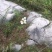 山东省潍坊市山区农家散养新鲜虫草松子土鸡蛋