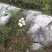 山东省潍坊市山区农家散养新鲜虫草松子土鸡蛋