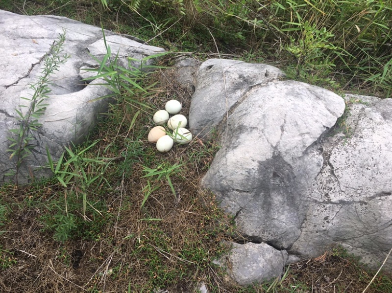 山东省潍坊市山区农家散养新鲜虫草松子土鸡蛋