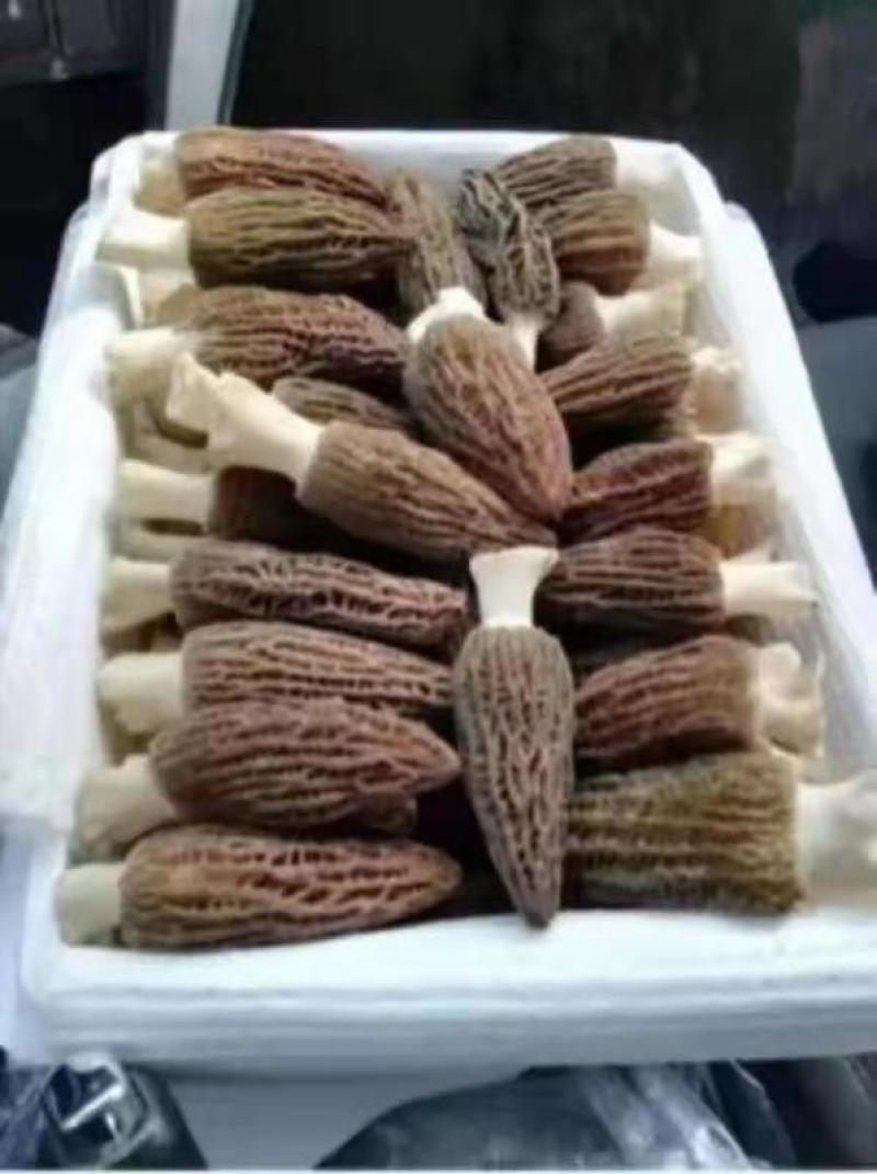 优质羊肚菌菌种六妹，七妹羊肚菌，母种原种栽培种一级，二级