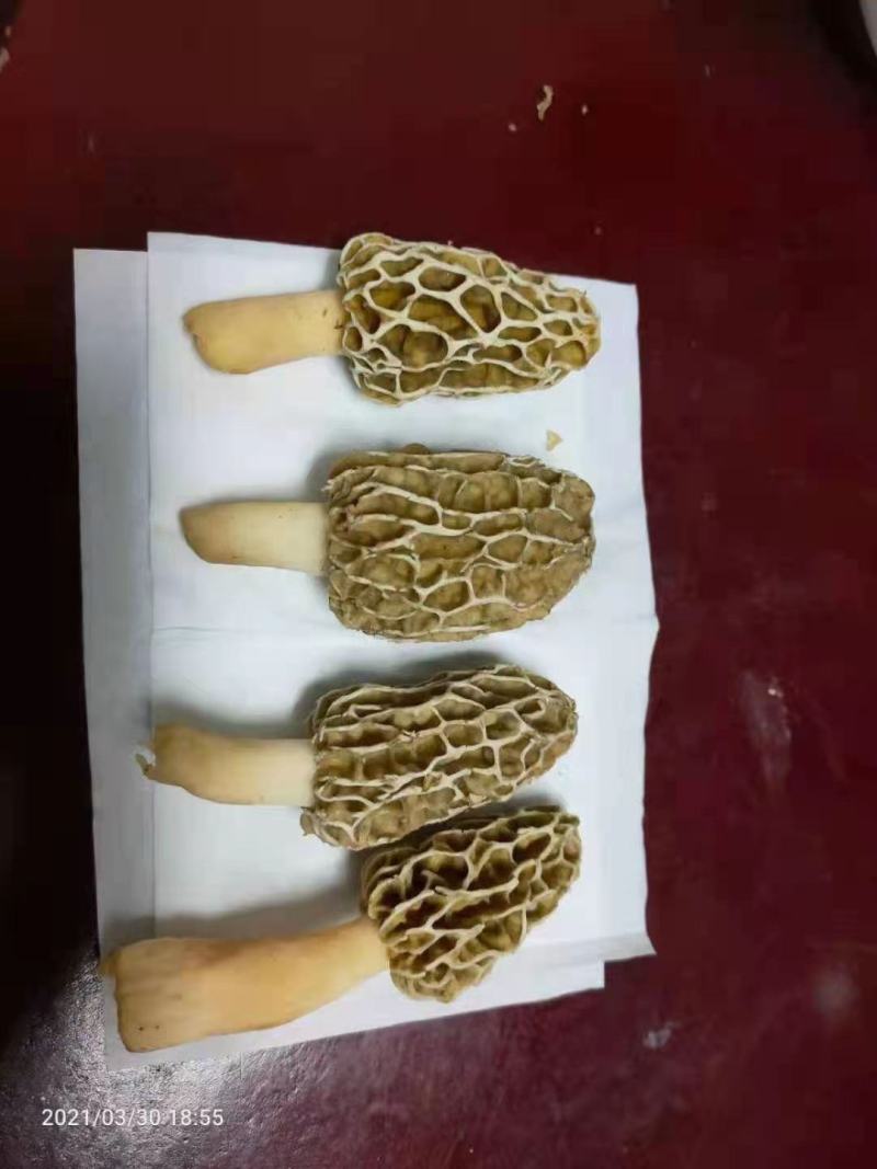 优质羊肚菌菌种六妹，七妹羊肚菌，母种原种栽培种一级，二级
