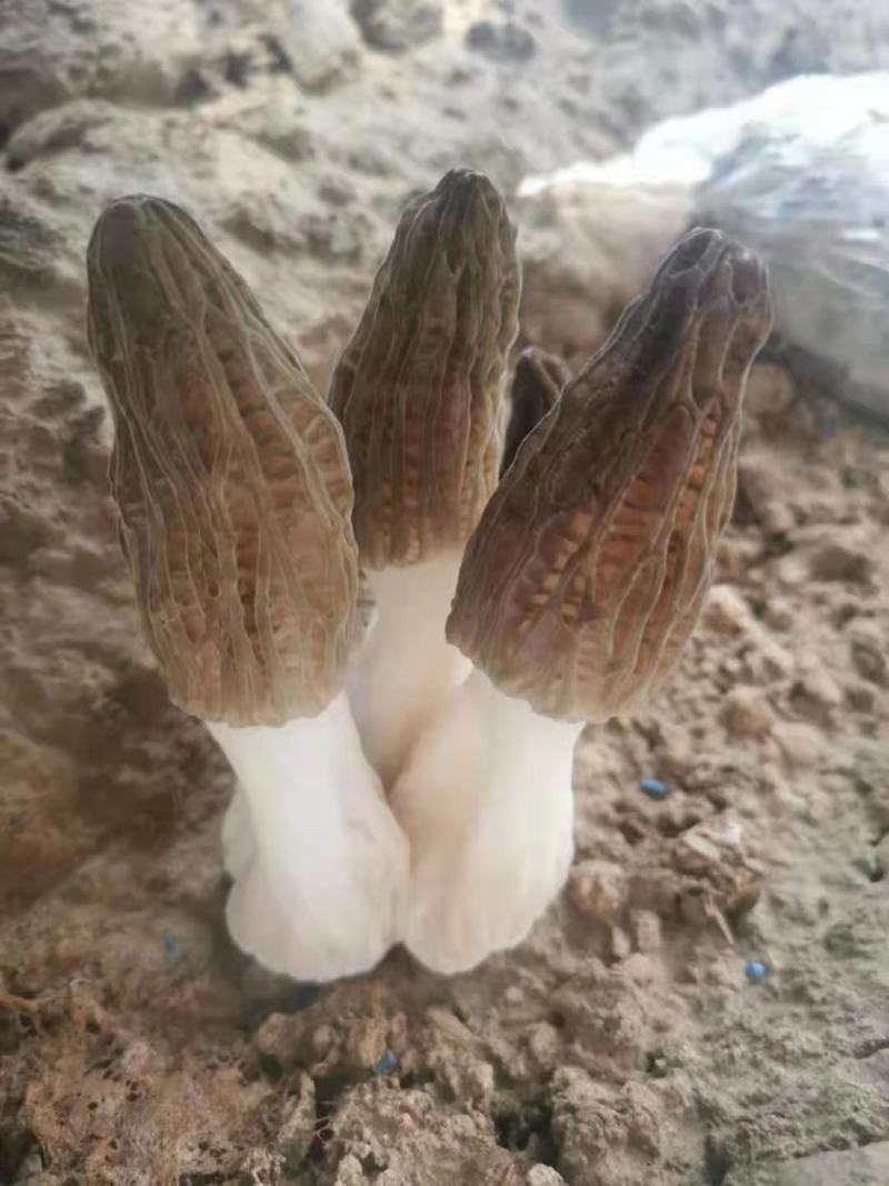 优质羊肚菌菌种六妹，七妹羊肚菌，母种原种栽培种一级，二级