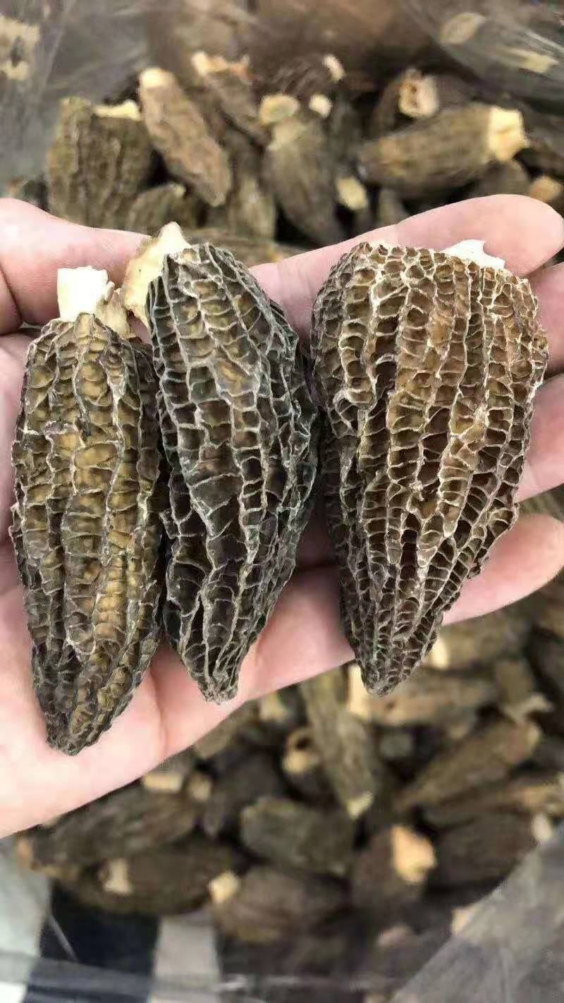 优质羊肚菌菌种六妹，七妹羊肚菌，母种原种栽培种一级，二级