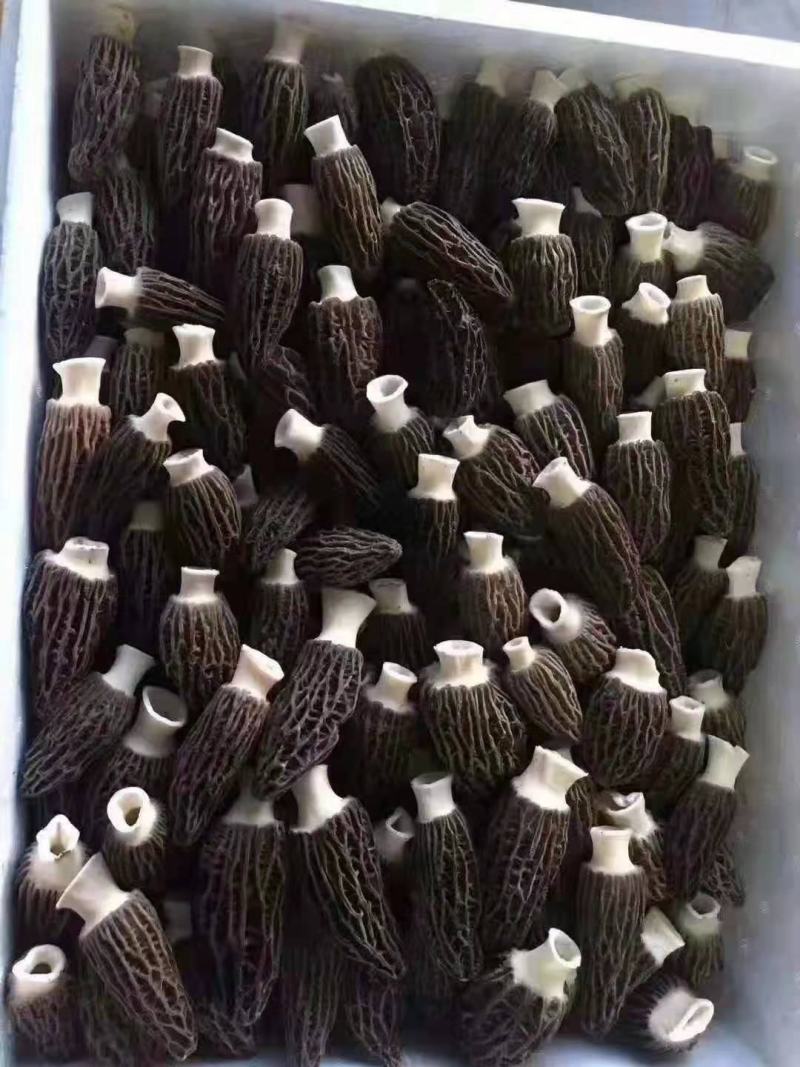 优质羊肚菌菌种六妹，七妹羊肚菌，母种原种栽培种一级，二级