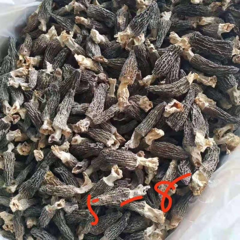 优质羊肚菌菌种六妹，七妹羊肚菌，母种原种栽培种一级，二级