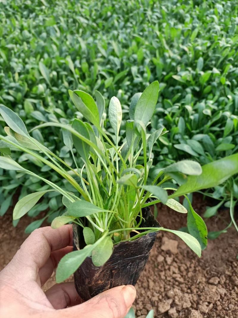 金鸡菊大花金鸡菊基地直发大量上市欢迎实地看货