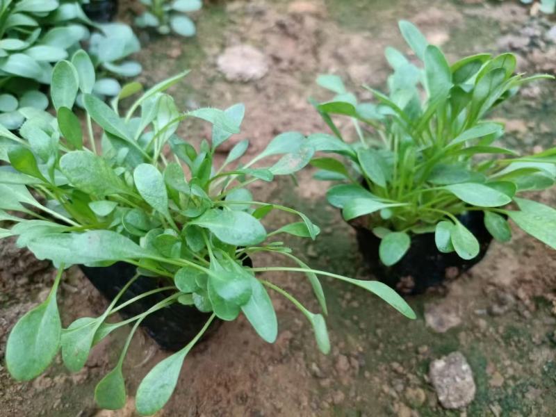 金鸡菊大花金鸡菊基地直发大量上市欢迎实地看货