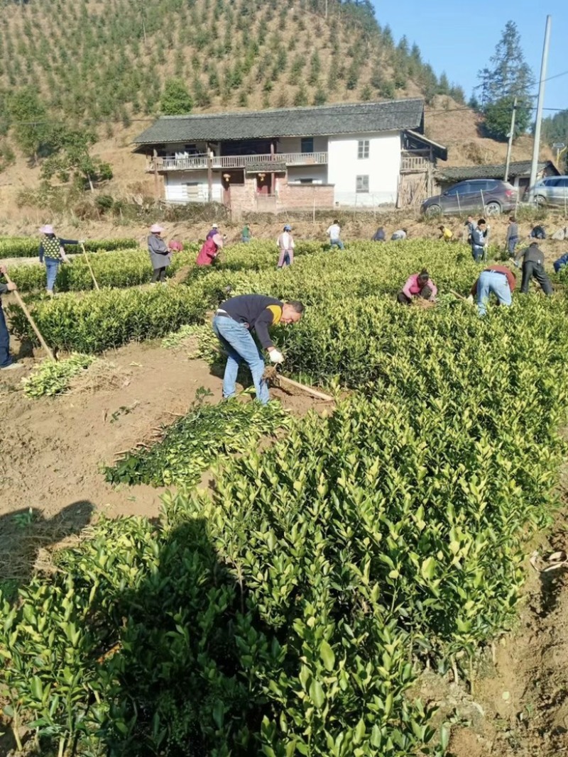【推荐】脆蜜金桔苗精选培育融安产地批发提供售后技术
