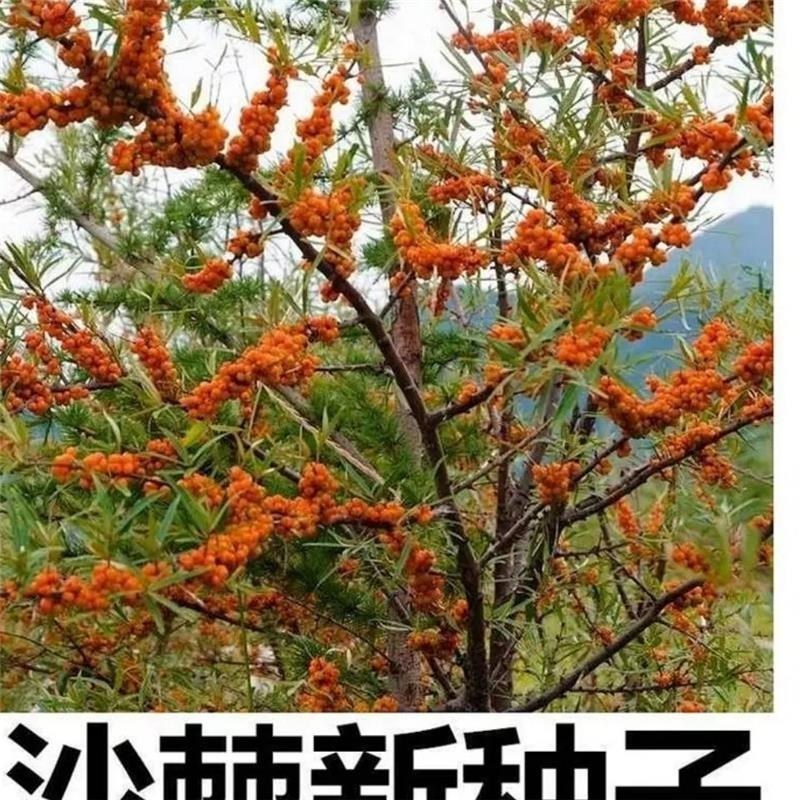 水果药材种子沙棘种子带刺植物沙枣醋柳黄酸刺酸刺沙棘树种籽