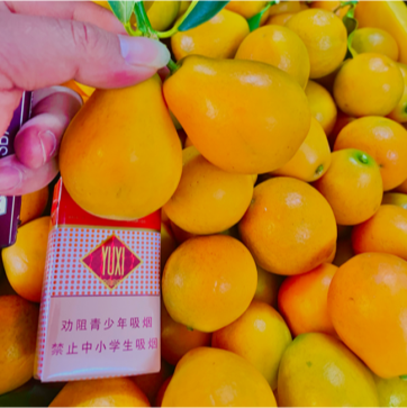 【推荐】脆蜜金桔苗精选培育融安产地批发提供售后技术
