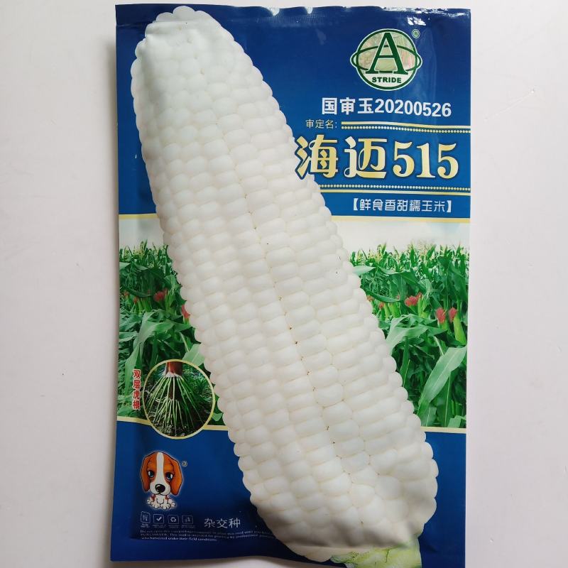 海迈515白糯玉米种子国审品甜加糯玉米种子