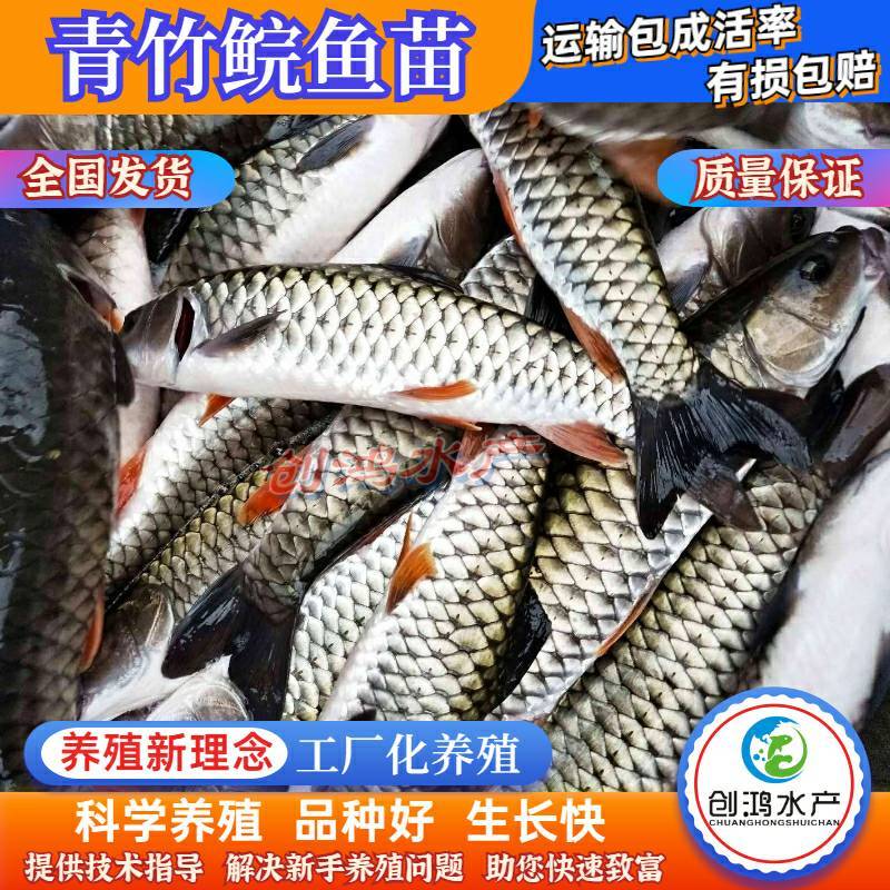 【2023新苗】优质青竹鲩鱼苗光倒刺鲃鱼苗军鱼苗