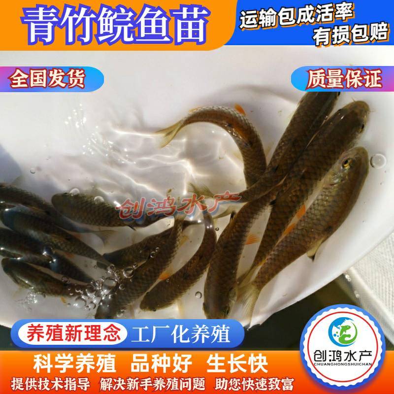 【2023新苗】特价批发青竹鲩鱼苗光倒刺鲃军鱼苗