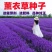 薰衣草种子四季易种耐热耐寒普罗旺斯薰衣草种庭院阳台盆栽花
