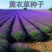 薰衣草种子四季易种耐热耐寒普罗旺斯薰衣草种庭院阳台盆栽花