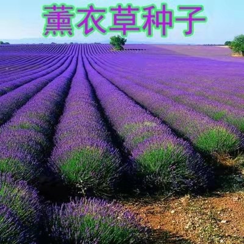 薰衣草种子四季易种耐热耐寒普罗旺斯薰衣草种庭院阳台盆栽花