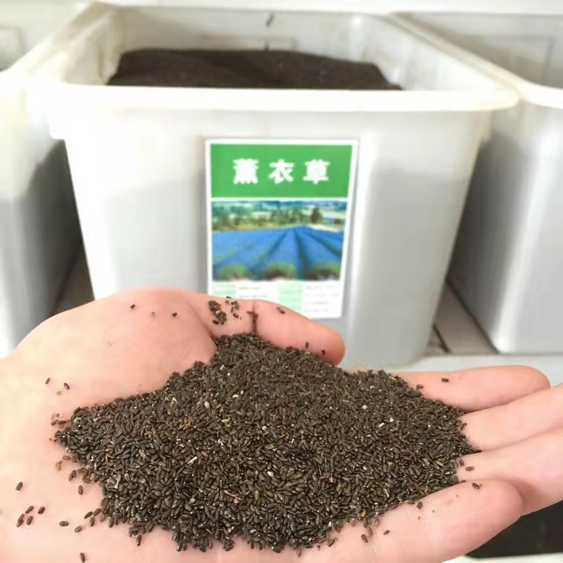 薰衣草种子四季易种耐热耐寒普罗旺斯薰衣草种庭院阳台盆栽花