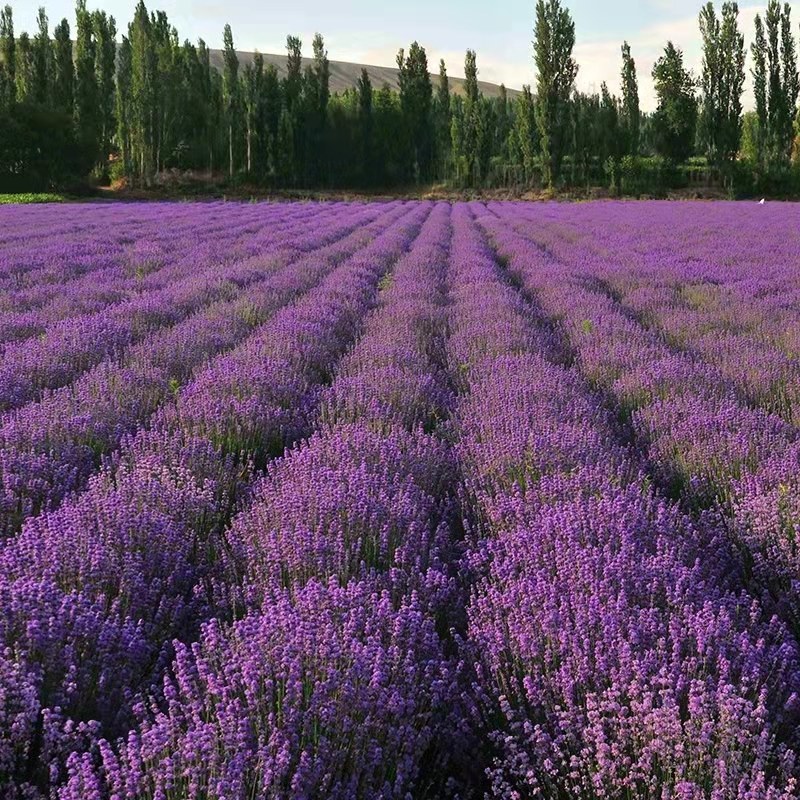 薰衣草种子四季易种耐热耐寒普罗旺斯薰衣草种庭院阳台盆栽花