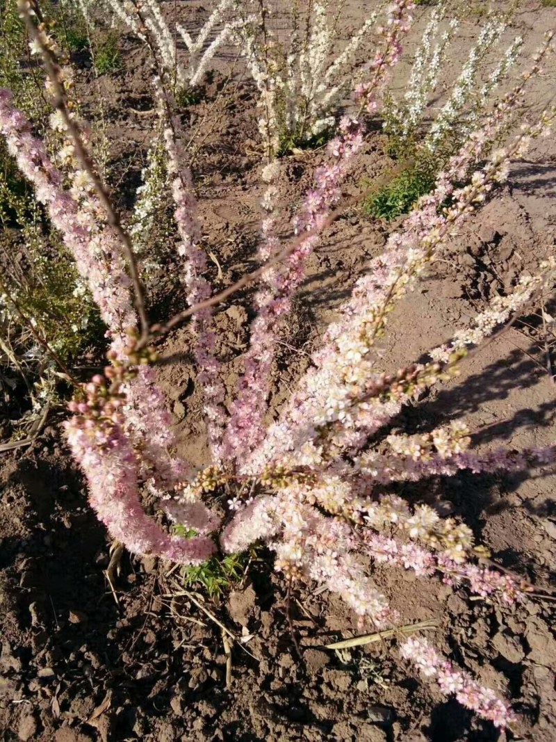 钙果苗
