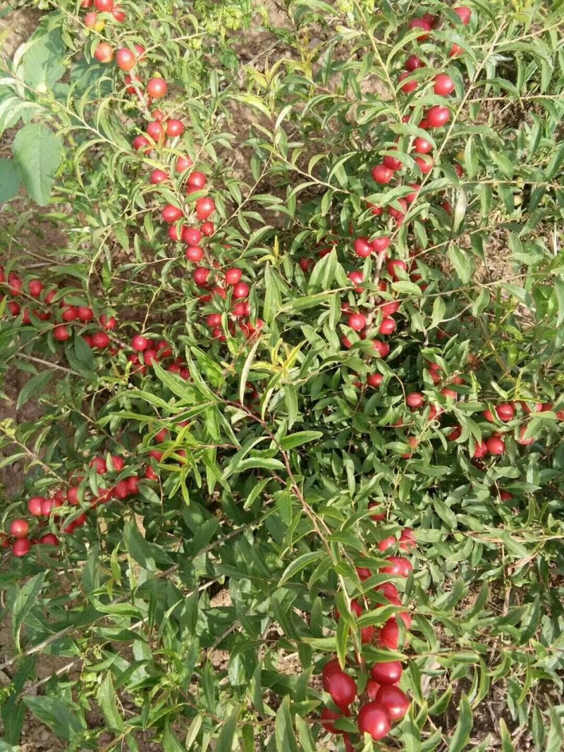 钙果苗