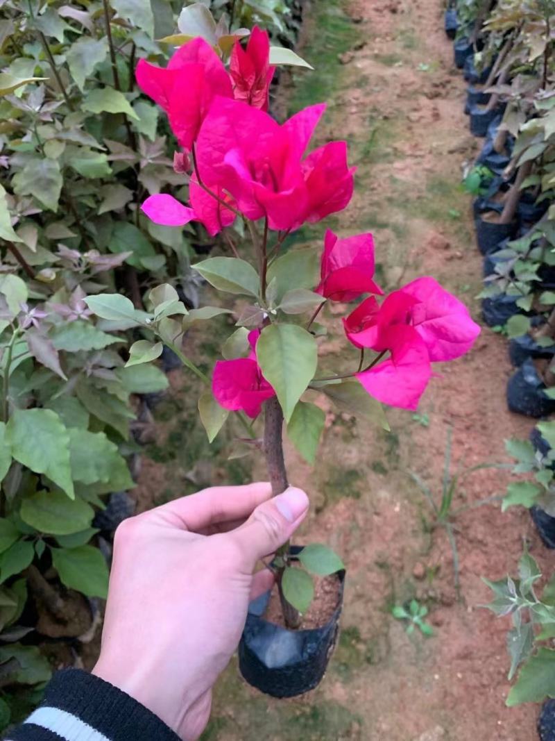 三角梅/地苗/杯苗/云南紫三角梅/三角花/叶子花/叶子梅