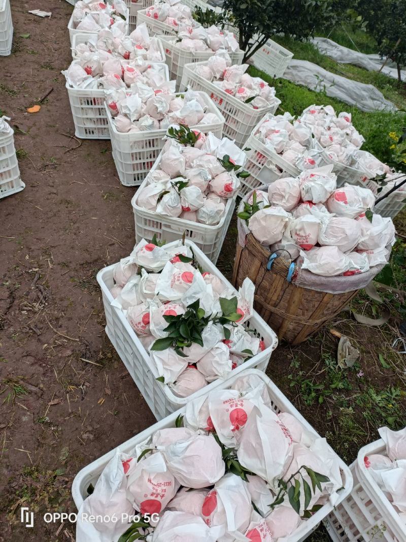 不知火，预售，纯甜肉脆，大量订货中，12月中旬上市