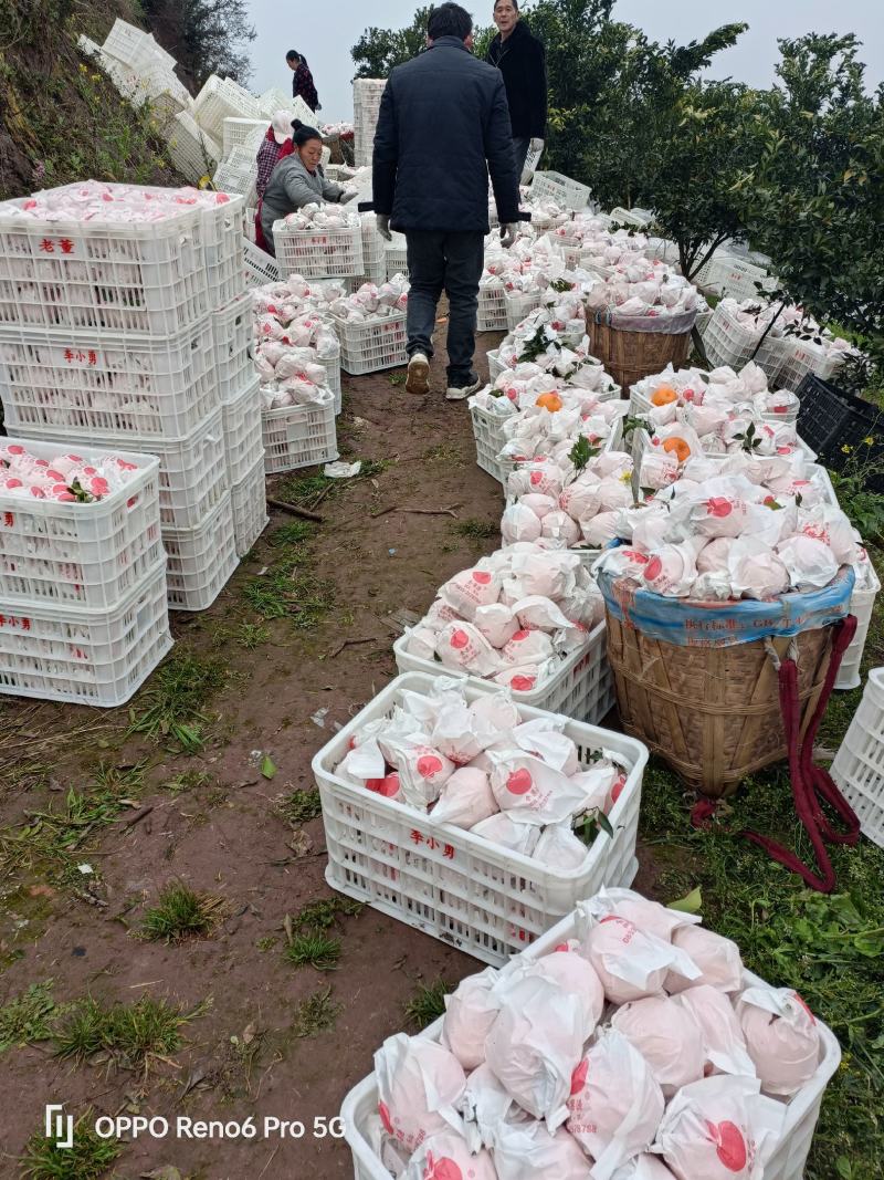 不知火，预售，纯甜肉脆，大量订货中，12月中旬上市