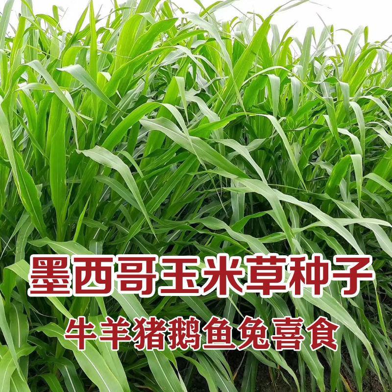 墨西哥玉米草种子进口高产大叶四季养殖牧草种籽阔叶大刍草种