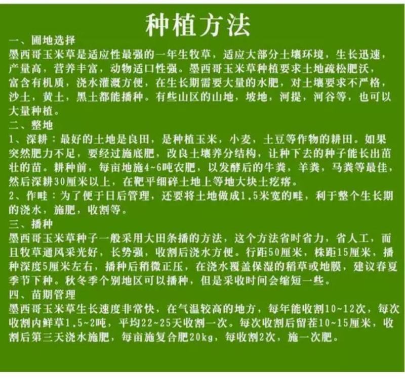 墨西哥玉米草种子进口高产大叶四季养殖牧草种籽阔叶大刍草种