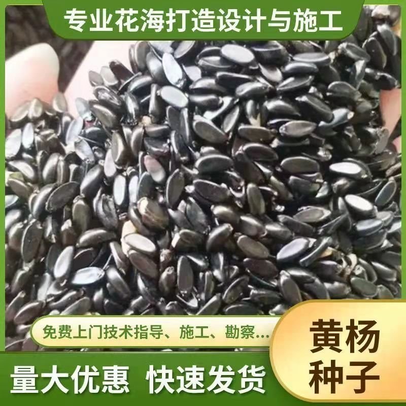 瓜子黄杨种子林木种子小叶黄杨种籽雀舌瓜子黄种子