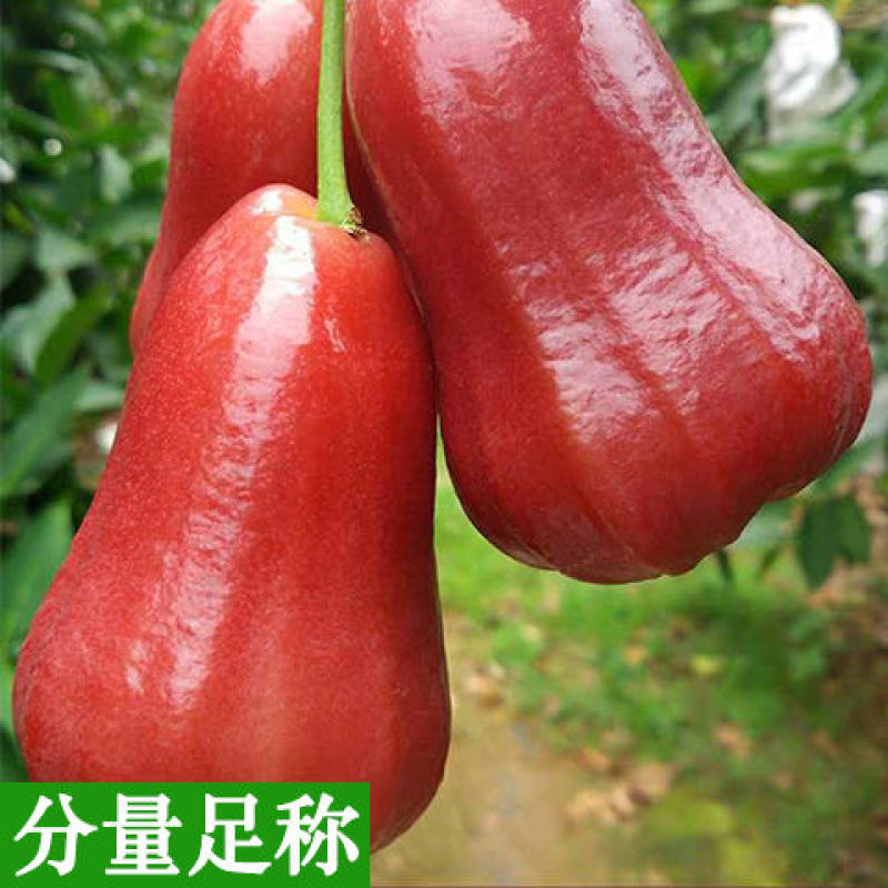 黑金刚莲雾新鲜热带水果莲雾3-5斤汁多脆甜雾连当季海南