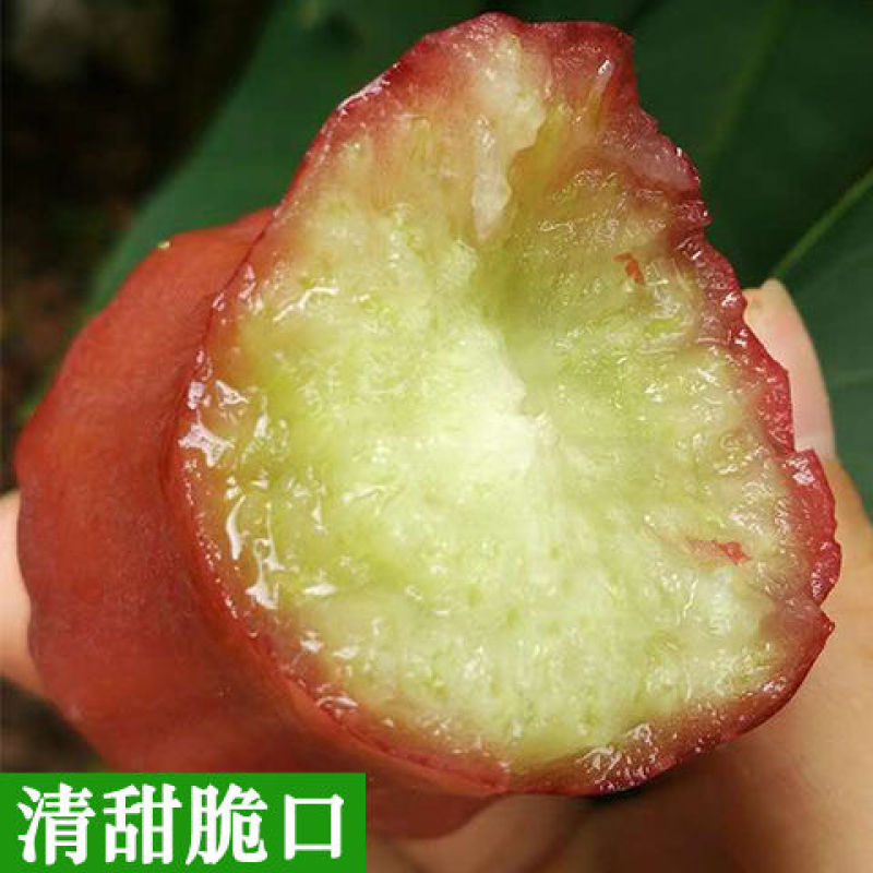 黑金刚莲雾新鲜热带水果莲雾3-5斤汁多脆甜雾连当季海南