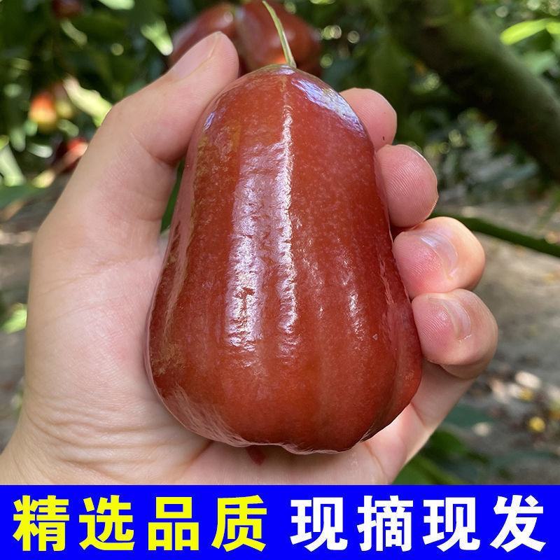 黑金刚莲雾新鲜热带水果莲雾3-5斤汁多脆甜雾连当季海南