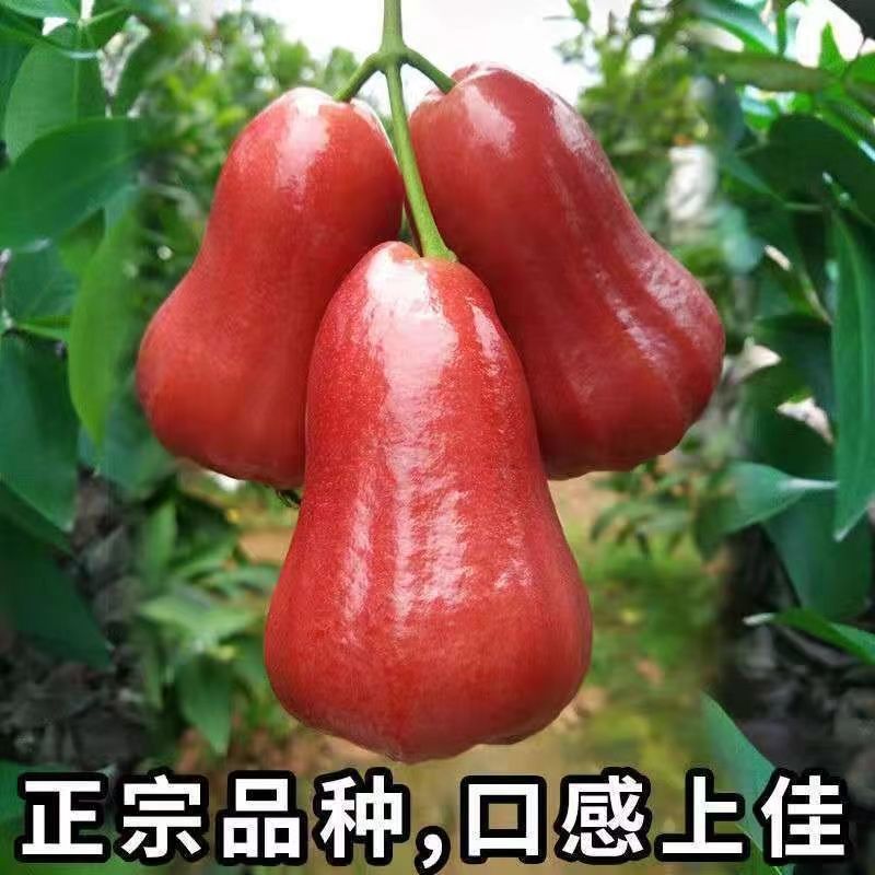 黑金刚莲雾新鲜热带水果莲雾3-5斤汁多脆甜雾连当季海南