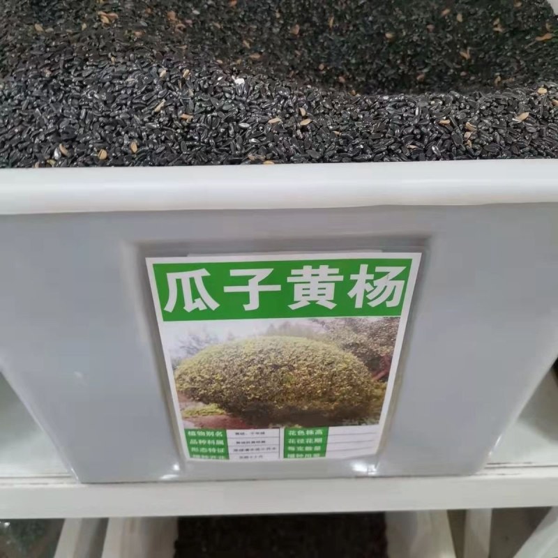 瓜子黄杨种子林木种子小叶黄杨种籽雀舌瓜子黄种子