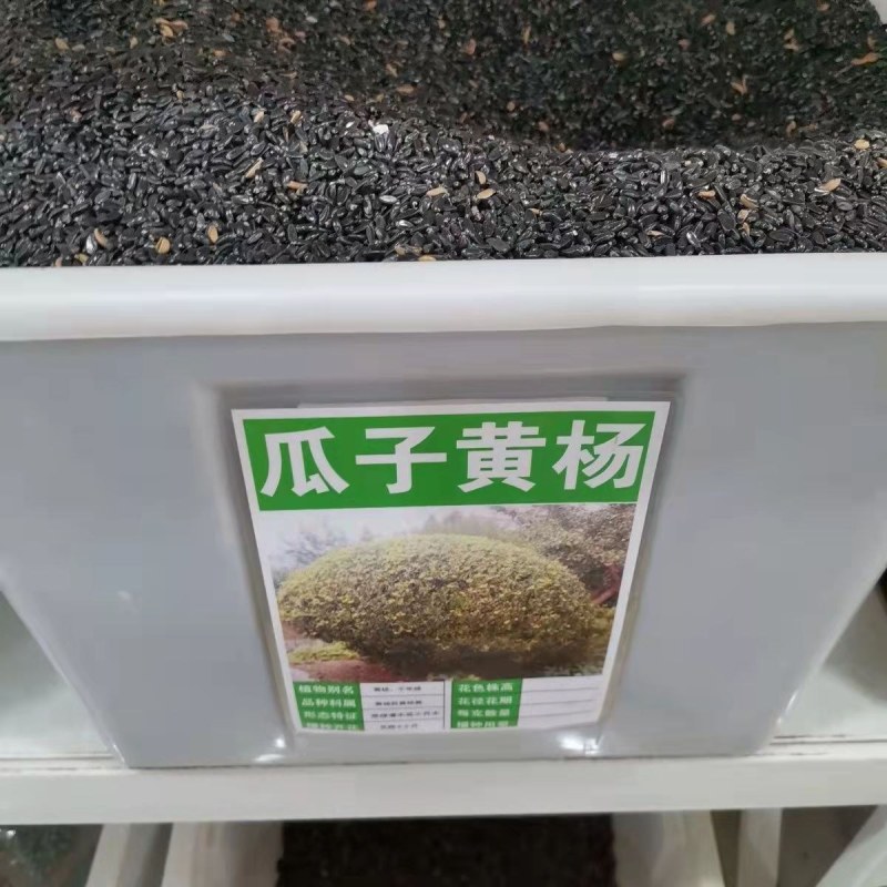 瓜子黄杨种子林木种子小叶黄杨种籽雀舌瓜子黄种子