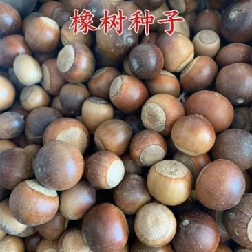 橡子橡树种子橡子树种子栓皮栎种子软木栎粗皮青冈白麻栎浆栎