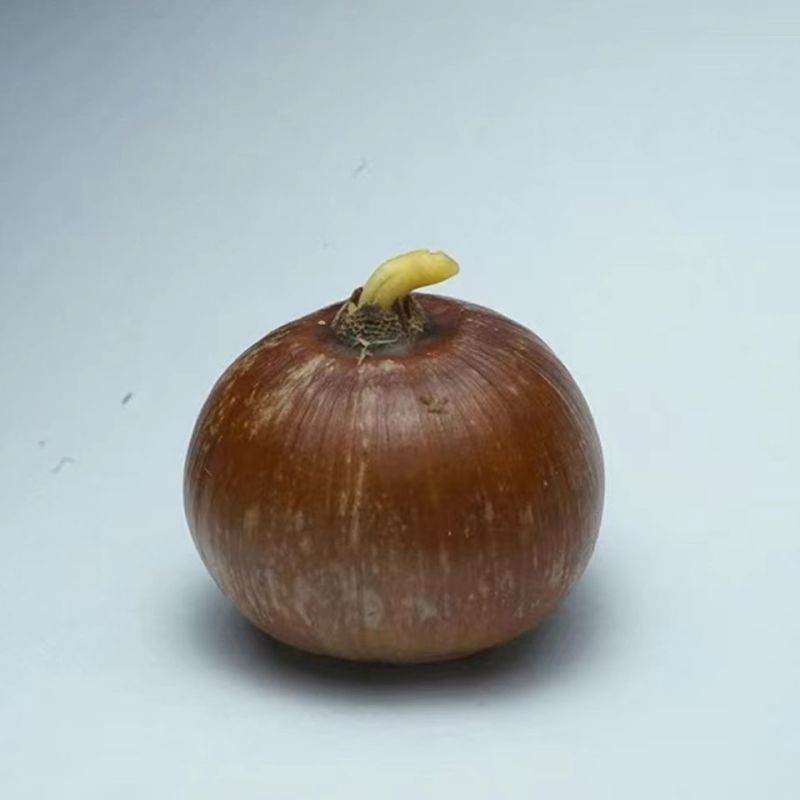 橡子橡树种子橡子树种子栓皮栎种子软木栎粗皮青冈白麻栎浆栎