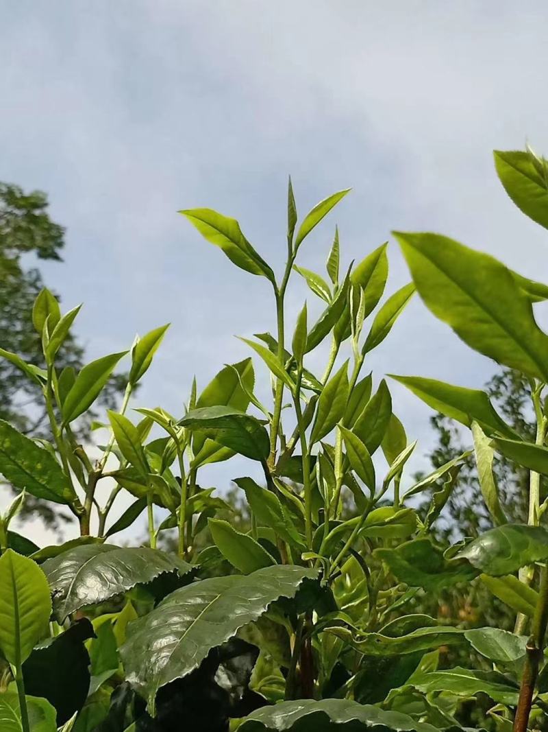 普洱茶26号基地春茶古树纯料生茶批发颐龙号418古树散茶