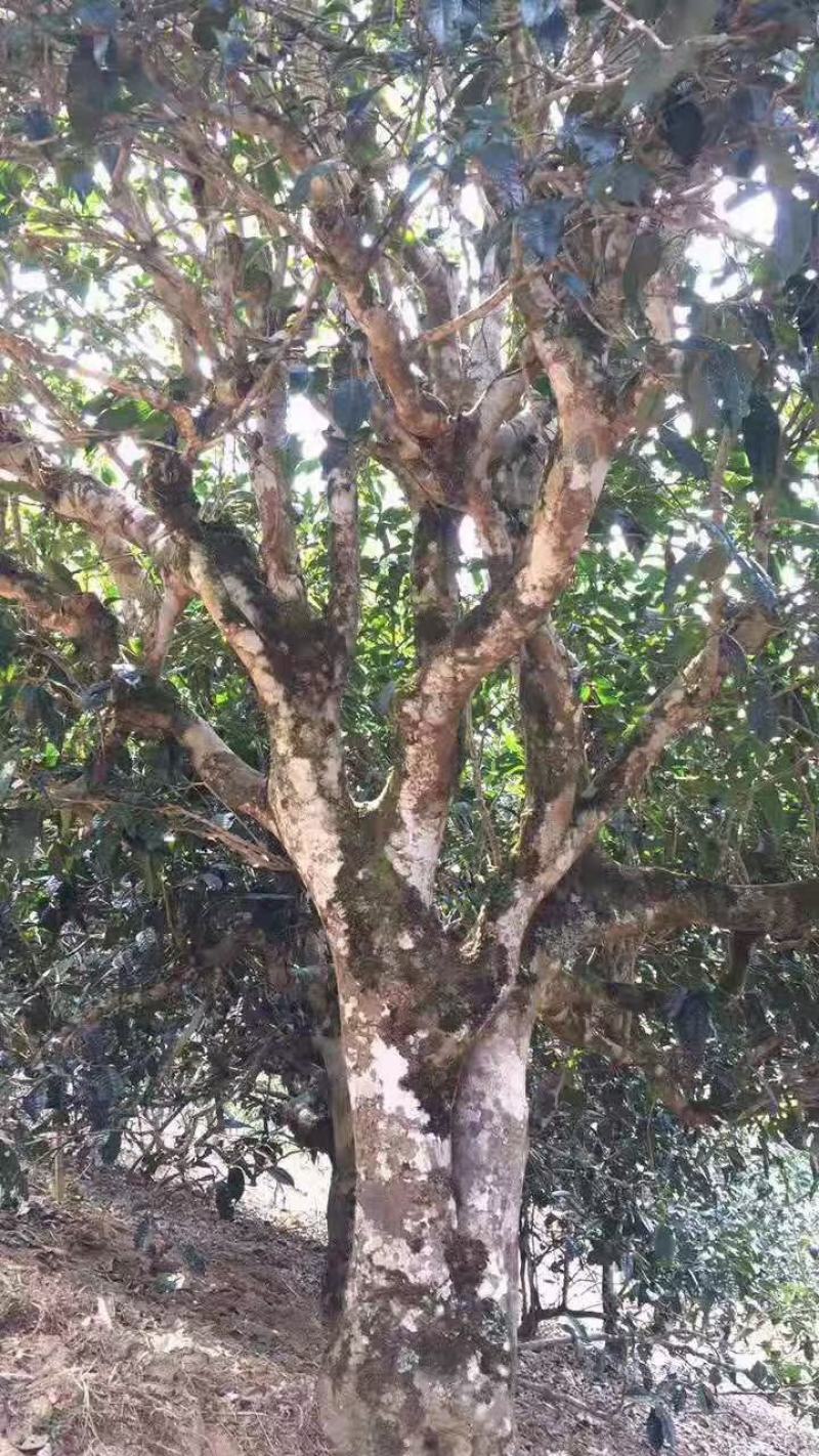 普洱茶26号基地春茶古树纯料生茶批发颐龙号418古树散茶