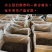 普洱茶26号基地春茶古树纯料生茶批发颐龙号418古树散茶