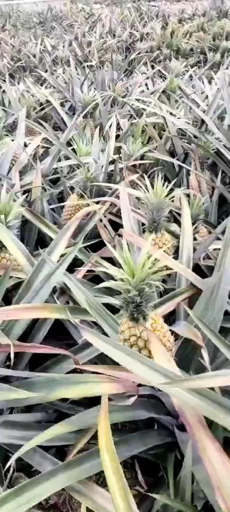 云南香水菠萝一手货源产地直发可一件代发可整车走货
