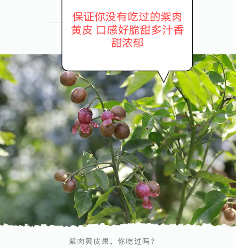 黑黄皮苗紫肉黄皮果苗改良过的新品种口感相当好
