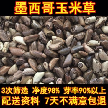 墨西哥玉米草种子优质高产多年生进口墨西哥玉米草种子包发芽