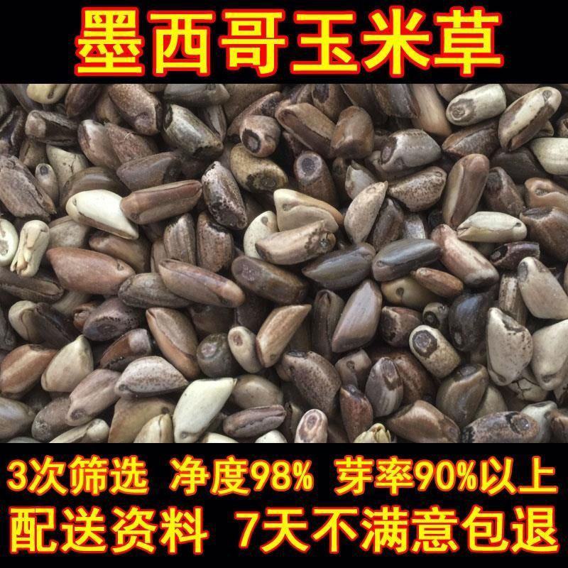 墨西哥玉米草种子优质高产多年生进口墨西哥玉米草种子包发芽