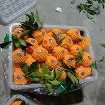 重庆奉节县伦晚脐橙(夏橙，鲍威尔，常年带叶鲜果，货源充足